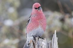 Pine Grosbeak, Pinicola enucleator