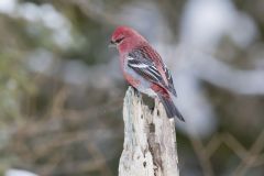 Pine Grosbeak, Pinicola enucleator