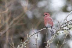 Pine Grosbeak, Pinicola enucleator