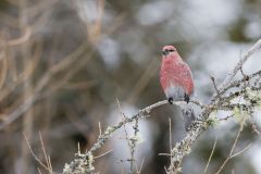 Pine Grosbeak, Pinicola enucleator