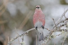 Pine Grosbeak, Pinicola enucleator