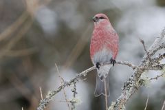 Pine Grosbeak, Pinicola enucleator