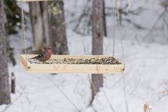 Pine Grosbeak, Pinicola enucleator