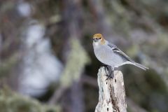 Pine Grosbeak, Pinicola enucleator