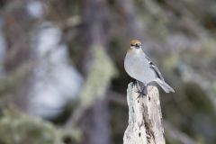 Pine Grosbeak, Pinicola enucleator