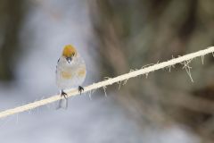 Pine Grosbeak, Pinicola enucleator