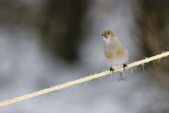 Pine Grosbeak, Pinicola enucleator