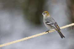 Pine Grosbeak, Pinicola enucleator