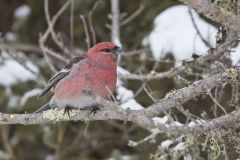 Pine Grosbeak, Pinicola enucleator