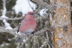 Pine Grosbeak, Pinicola enucleator