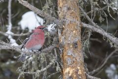 Pine Grosbeak, Pinicola enucleator