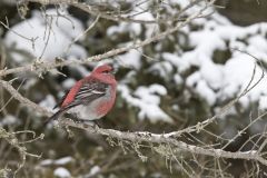 Pine Grosbeak, Pinicola enucleator