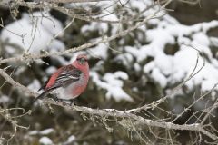 Pine Grosbeak, Pinicola enucleator