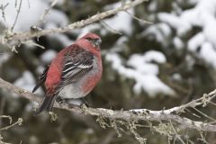 Pine Grosbeak, Pinicola enucleator