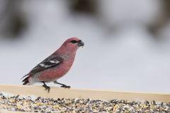 Pine Grosbeak, Pinicola enucleator