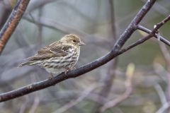 Pine Siskin, Carduelis pinus