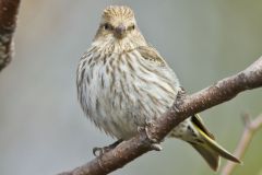 Pine Siskin, Carduelis pinus