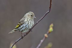 Pine Siskin, Carduelis pinus