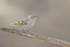 Pine Siskin, Carduelis pinus