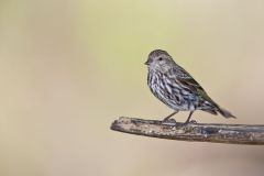 Pine Siskin, Carduelis pinus