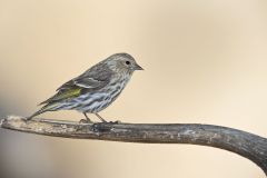 Pine Siskin, Carduelis pinus