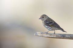 Pine Siskin, Carduelis pinus