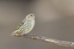 Pine Siskin, Carduelis pinus