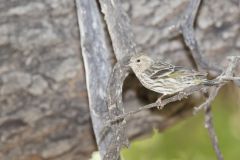 Pine Siskin, Carduelis pinus