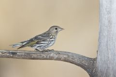 Pine Siskin, Carduelis pinus