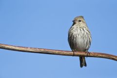 Pine Siskin, Carduelis pinus