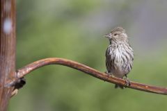 Pine Siskin, Carduelis pinus