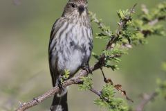 Pine Siskin, Carduelis pinus