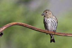 Pine Siskin, Carduelis pinus