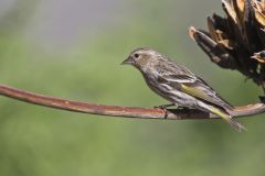 Pine Siskin, Carduelis pinus