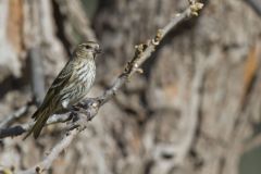 Pine Siskin, Carduelis pinus