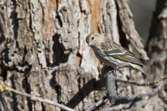 Pine Siskin, Carduelis pinus