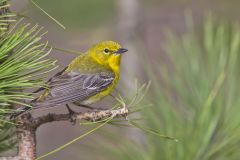 Pine Warbler, Setophaga pinus