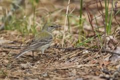 Pine Warbler, Setophaga pinus