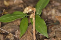 Pinesap, Monotropa hypopitys