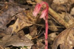 Pinesap, Monotropa hypopitys