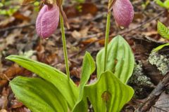 Pink Lady's Slipper, Cypripedium acaule