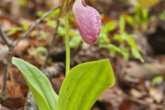 Pink Lady's Slipper, Cypripedium acaule