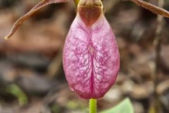 Pink Lady's Slipper, Cypripedium acaule