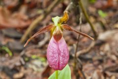 Pink Lady's Slipper, Cypripedium acaule