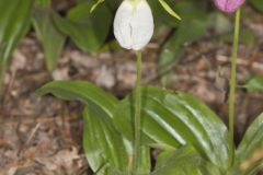 Pink Lady's Slipper, Cypripedium acaule var. alba