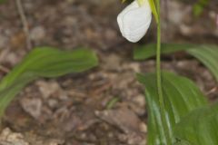 Pink Lady's Slipper, Cypripedium acaule var. alba