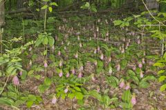 Pink Lady's Slipper, Cypripedium acaule