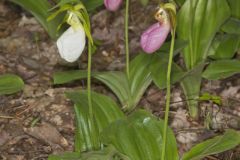 Pink Lady's Slipper, Cypripedium acaule var. alba