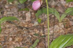 Pink Lady's Slipper, Cypripedium acaule