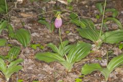 Pink Lady's Slipper, Cypripedium acaule